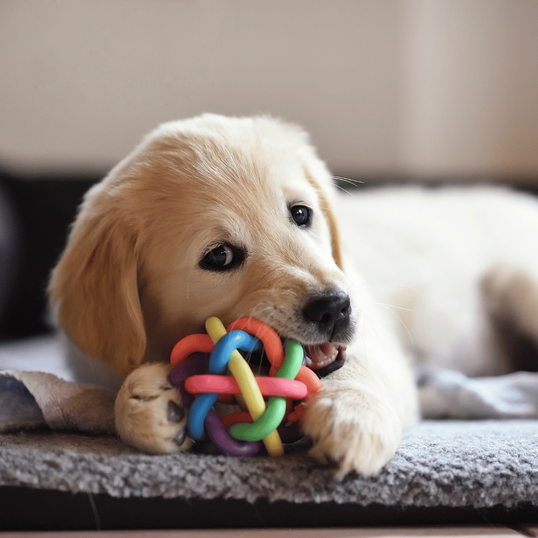 La verdad sobre los plásticos en productos para mascotas y cómo evitarlos