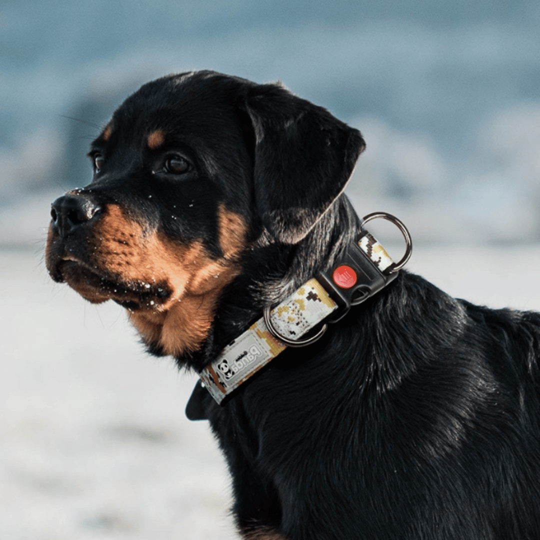Collar de camuflaje para perros