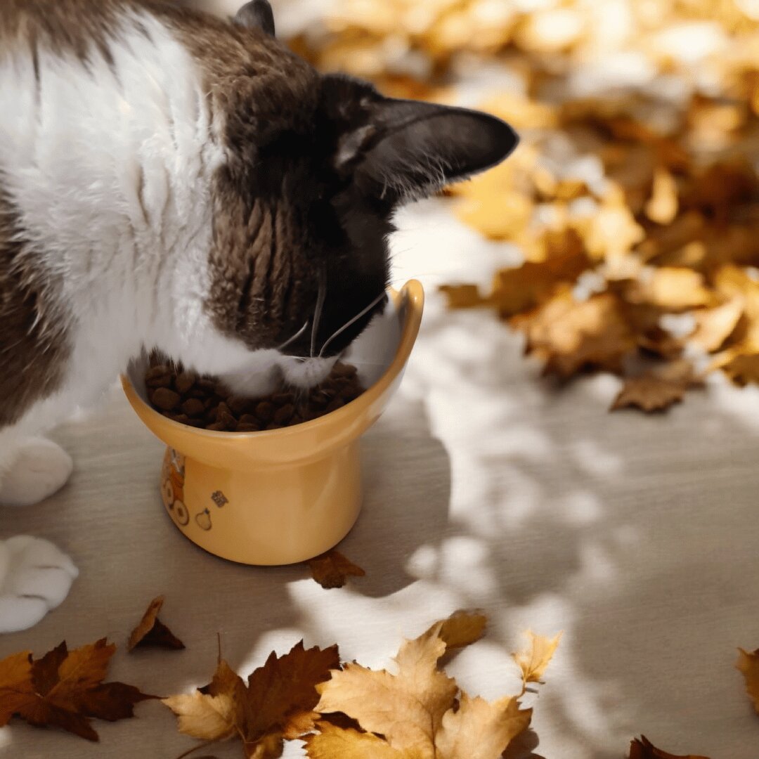 Cuencos para perros y gatos