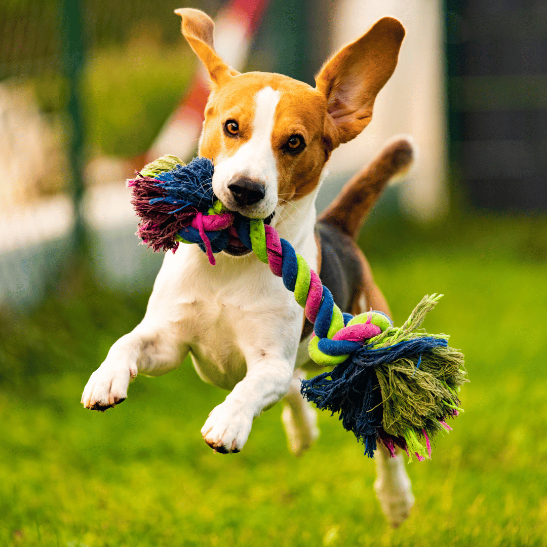 Juguete interactivo para perros