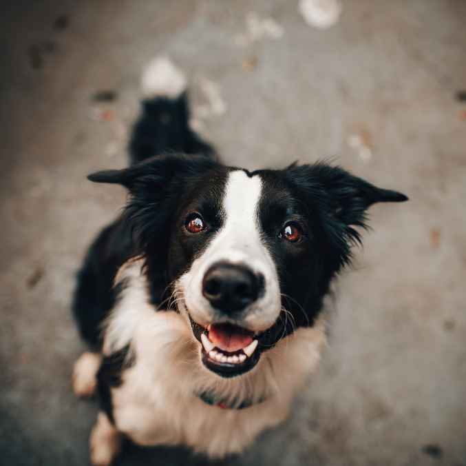 Productos para perros - Greenmals Tienda Online