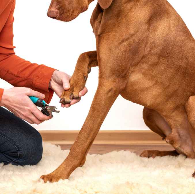Cortauñas para mascotas - Perros y Gatos - Greenmasl