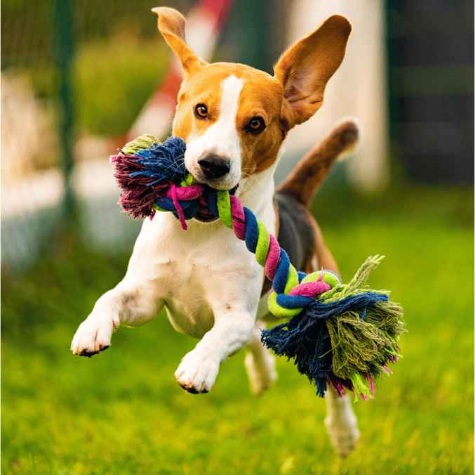Juguetes interactivos para perros - Greenmasl Tienda