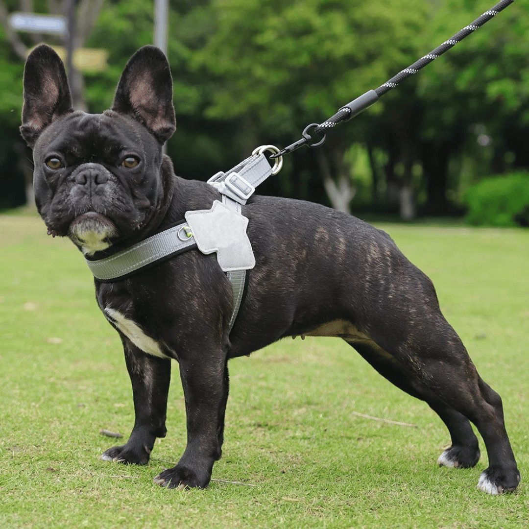 Arnés reflectante acolchado para perros