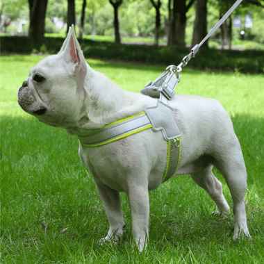 Arnés amarillo para bull dog