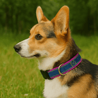 Collar Estilo Jean para Perros