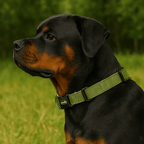 Collar Acolchado de Licra con Hebilla de Hierro para Perros