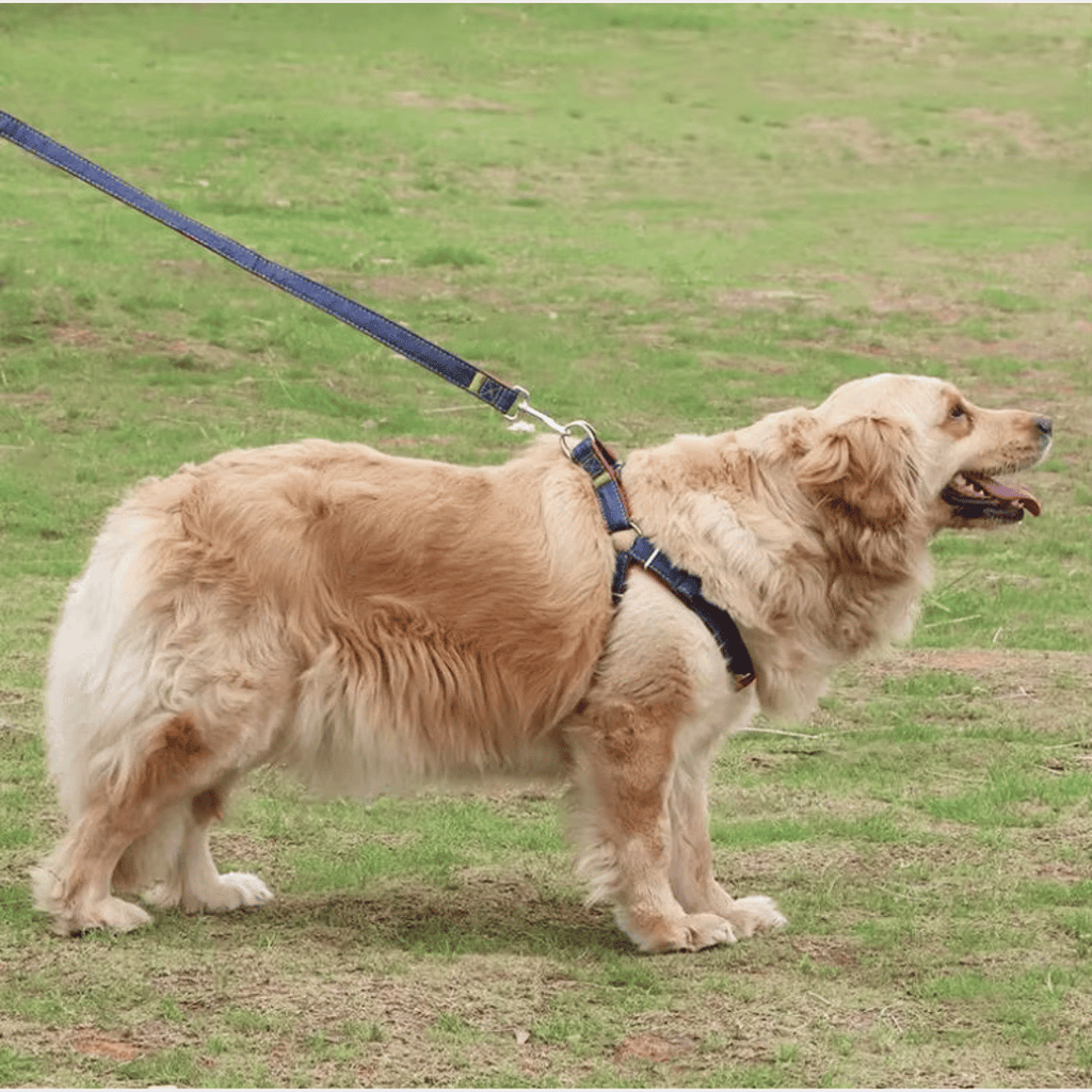 Conjunto Jean arnés + correa para perros