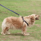 Conjunto Jean arnés + correa para perros