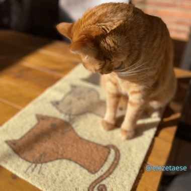 Alfombrilla para gatos - Greenmals tienda